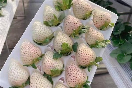 煙臺草莓苗批發多少錢,黑珍珠草莓苗