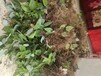 云陽良種淫羊藿種子