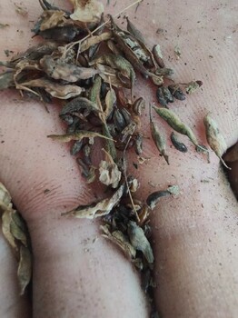 長沙批發淫羊藿種子