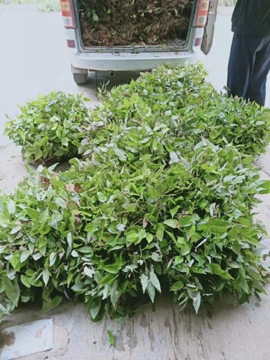 安徽供應(yīng)淫羊藿種子種植基地