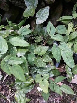 湘西淫羊藿種子基地