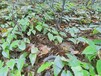 重慶合川金果欖苗基地