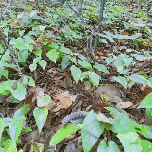 浙江本地淫羊藿种子种植基地