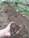 蚯蚓肥厂家蚯蚓有机肥图