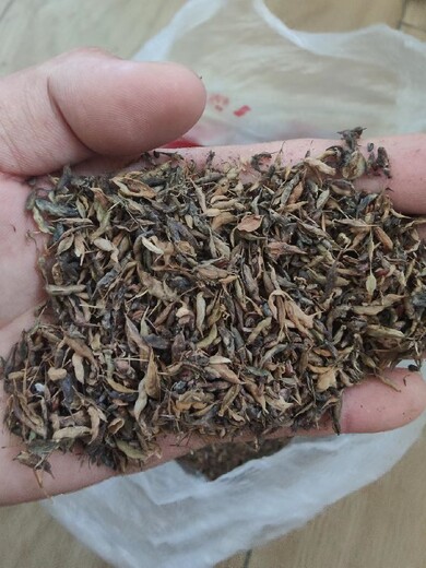 湖北購(gòu)買淫羊藿種子育苗