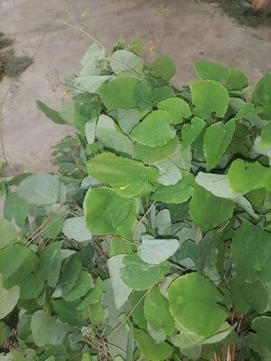 湖南批發(fā)淫羊藿種子種植基地
