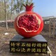 玻璃鋼石榴雕塑圖