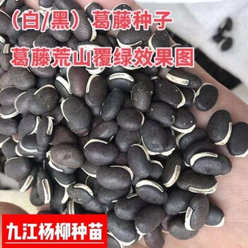 今年葛藤種子行情價(jià)格爬藤植物荒山造林邊坡綠化種子批發(fā)