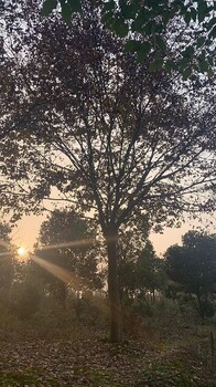 江蘇光葉櫸種植基地批發(fā),南京博樂(lè)園林場(chǎng)