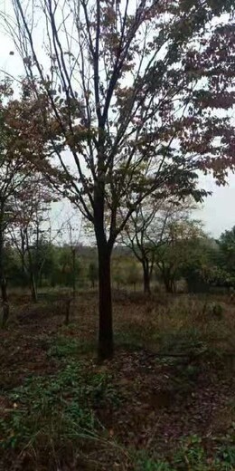 榉树苗木,南京博乐园林场