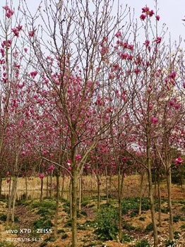 南京紫玉兰尖头木兰种植基地