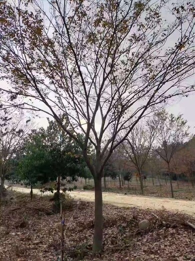 江苏红榉树出售,南京博乐园林场