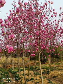 江苏荷兰红紫玉兰出售南京博乐园林场
