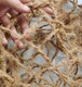 植物纤维网图