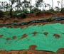 天津河西边坡抗冲刷植被绿化绿维椰丝毯