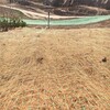天津河西高边坡防护绿维椰丝毯