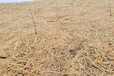 内蒙古锡林郭勒盟稻草毯高边坡固体绿化稻草毯厂家电话抗冲生态毯