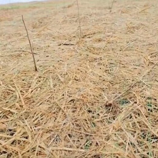 保湿保温水草种快速发芽环保草毯荒山山坡植被恢复