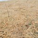 生態(tài)草毯圖