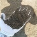 青海种植土多少钱一吨