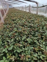 曉敏花卉大花月季,湖南供應(yīng)綠化月季價格圖片