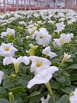 花坛草花种植基地