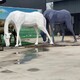 玻璃鋼馬雕塑廠家圖