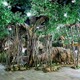 日照岚山区生态观光园仿真树室内餐厅仿真树送货上门样例图
