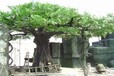 西青公園仿真假樹大門設計施工-專業假山假樹施工隊