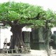 誠信商家圖