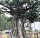 北辰室外人造假樹制作專業假樹施工隊-上門安裝造型優美