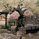 密云村口水泥假樹餐廳水泥仿真桃花樹廠家-假樹施工隊圖