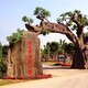 仿真假樹圖