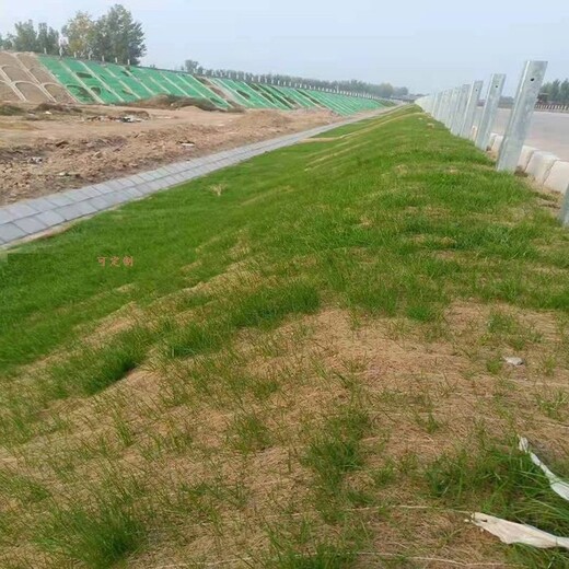 高速路护坡复绿植物纤维毯保温保湿使草籽快速生长