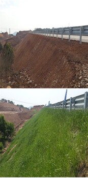 江苏泰州高速路边坡防护绿维椰丝毯