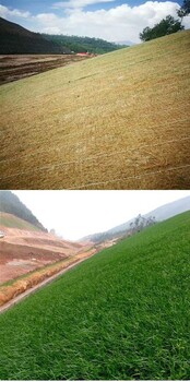 高陡邊坡固土綠化椰纖維毯保濕保溫有利于草種發(fā)芽