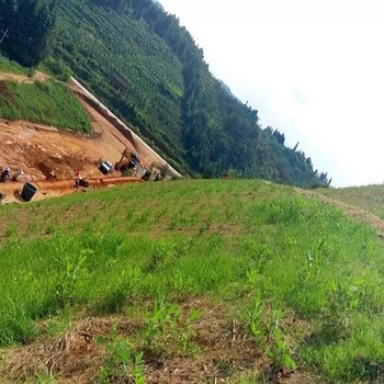 上海虹口高速路边坡防护绿维椰丝毯