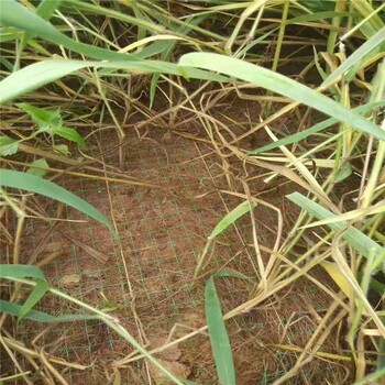 固土复绿植草毯河道边坡治理