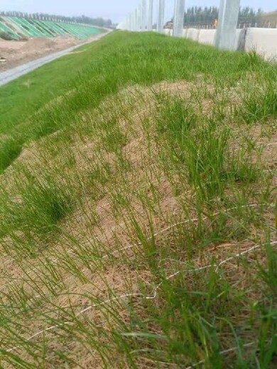 呼和浩特碎石边坡喷播绿化秸秆草毯保湿保温有利于草种发芽