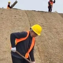 江苏扬州水土流失治理绿维椰丝毯图片