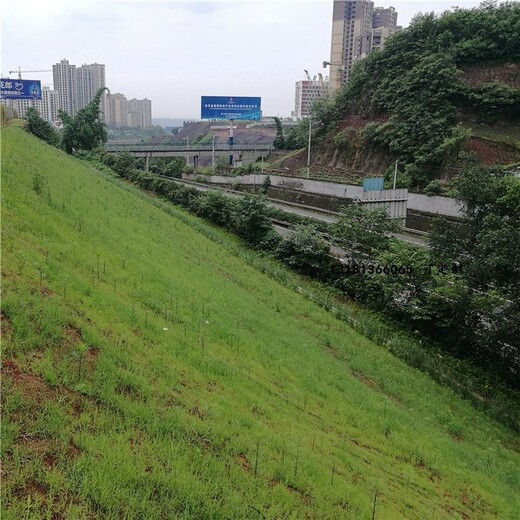 高边坡雨水冲刷治理椰丝毯保温保湿使草籽快速生长