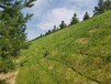 绿化护坡植草毯高陡边坡