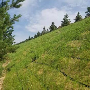 恢复植被绿化植草毯荒山植被防护