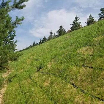 固土复绿植草毯河道边坡治理