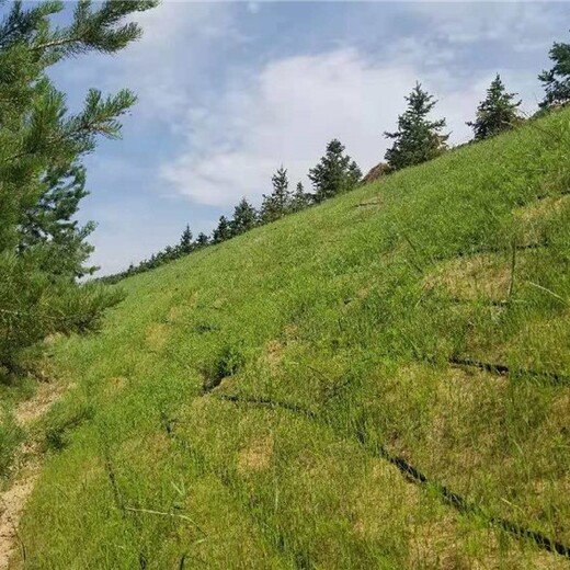 保湿保温水草种快速发芽生态草毯高速路绿化边坡