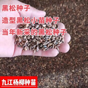 新采黑松種子黑松種子產(chǎn)地價格黑松種子行情報(bào)價造型黑松種子