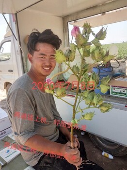 棉花棉多多為峰肥業(yè)棉花葉面肥廠家招商棉花高產(chǎn)葉面肥
