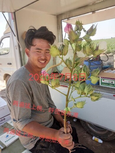 棉花保铃素棉花叶面肥效果棉花整枝塑形免打顶剂