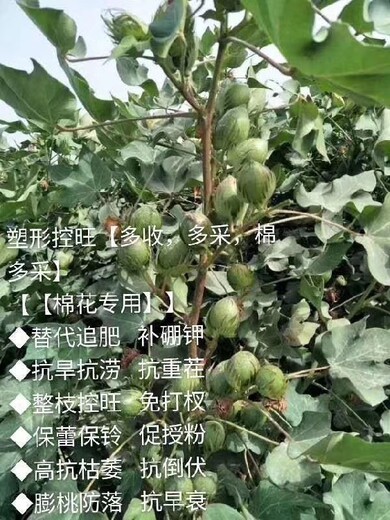 棉花猛上桃棉花葉面肥廠家批發(fā)棉花高產(chǎn)葉面肥