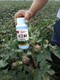 棉花控旺为峰肥业棉花叶面肥定做加工棉花高产叶面肥产品图